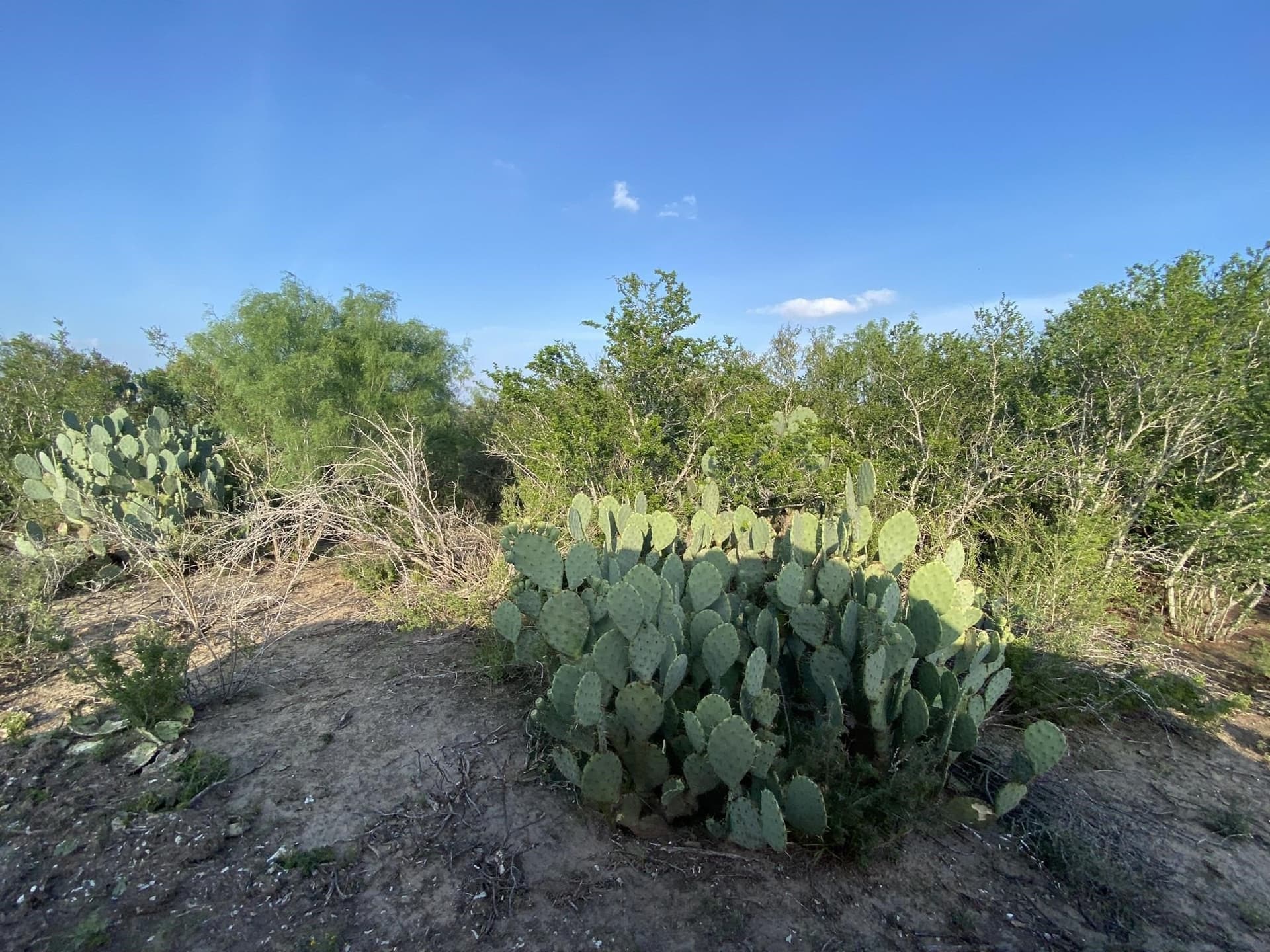 10.98 acres in LA SALLE County - photo 8