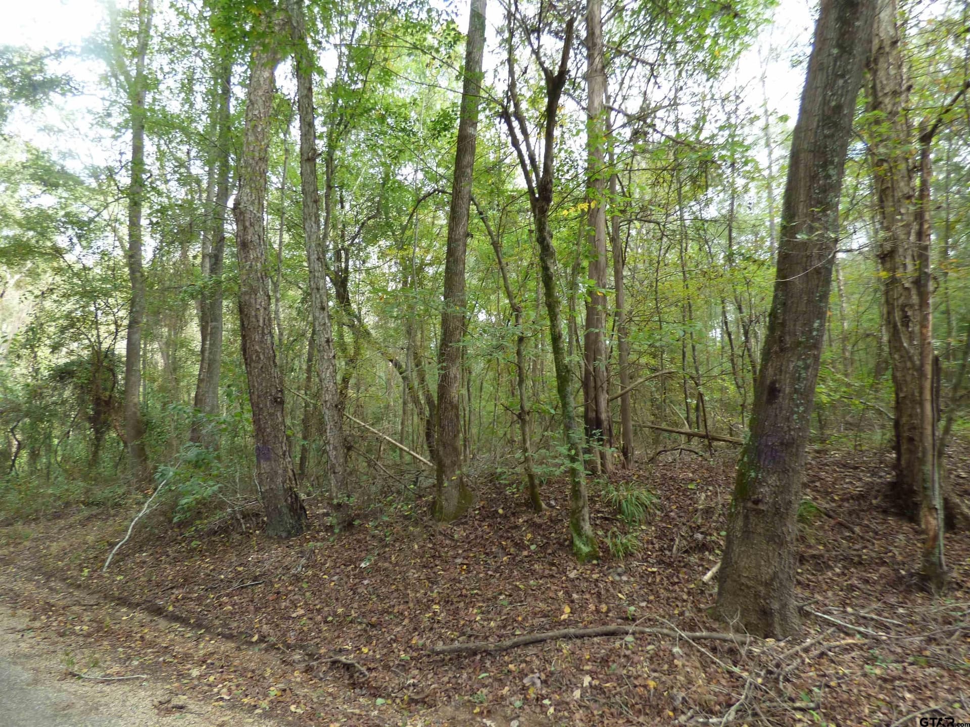 12 acres in Camp County - photo 2