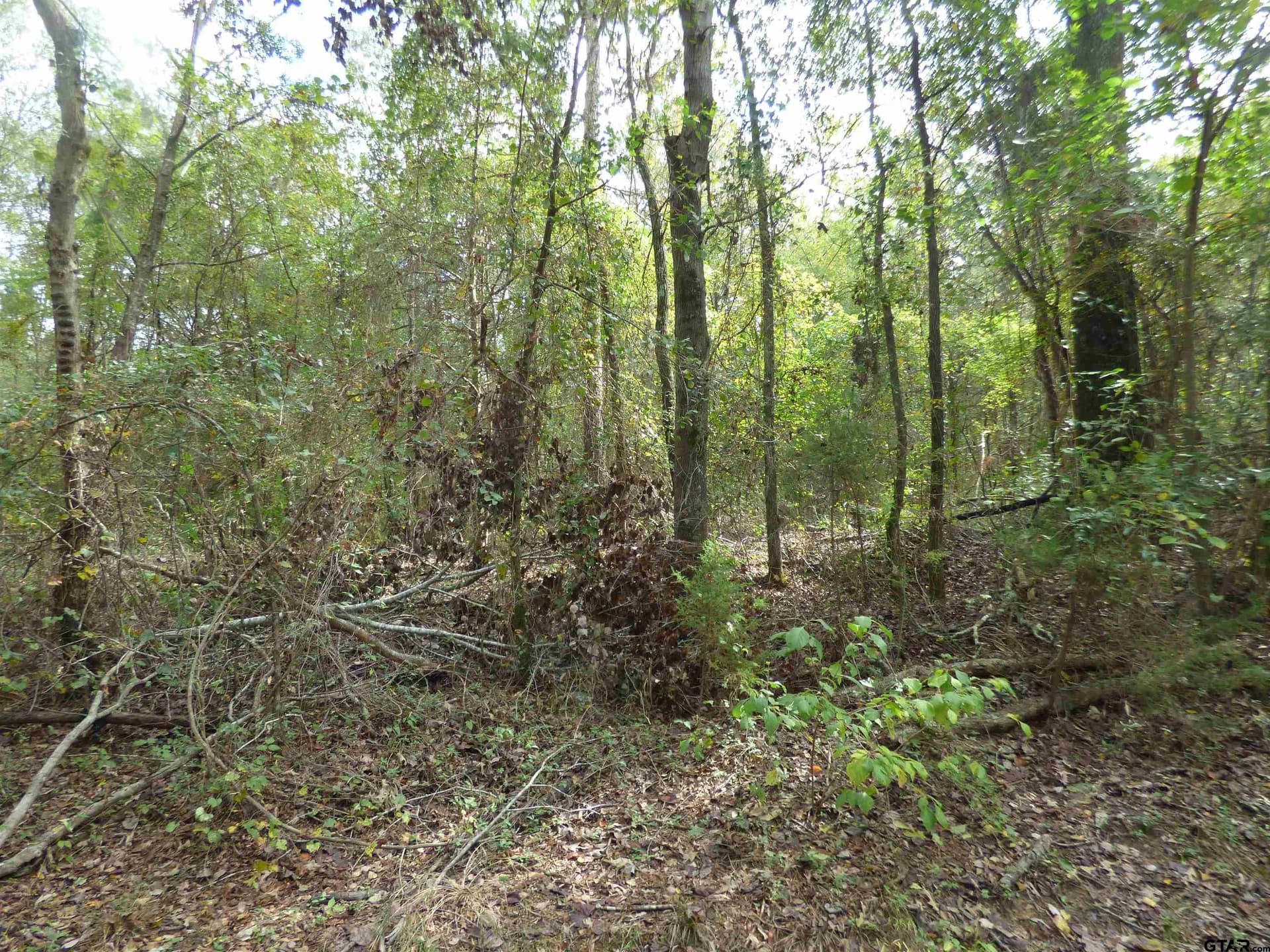 12 acres in Camp County - photo 5