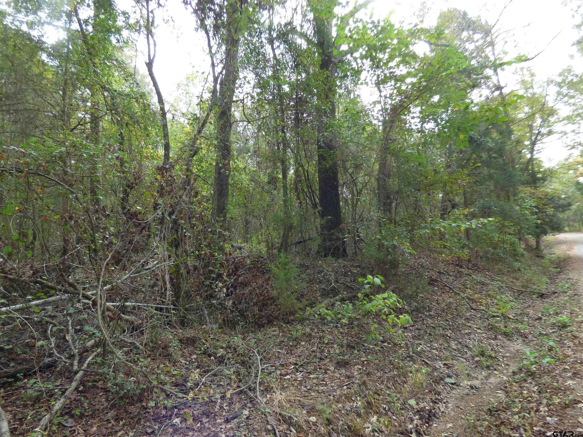12 acres in Camp County - photo 4