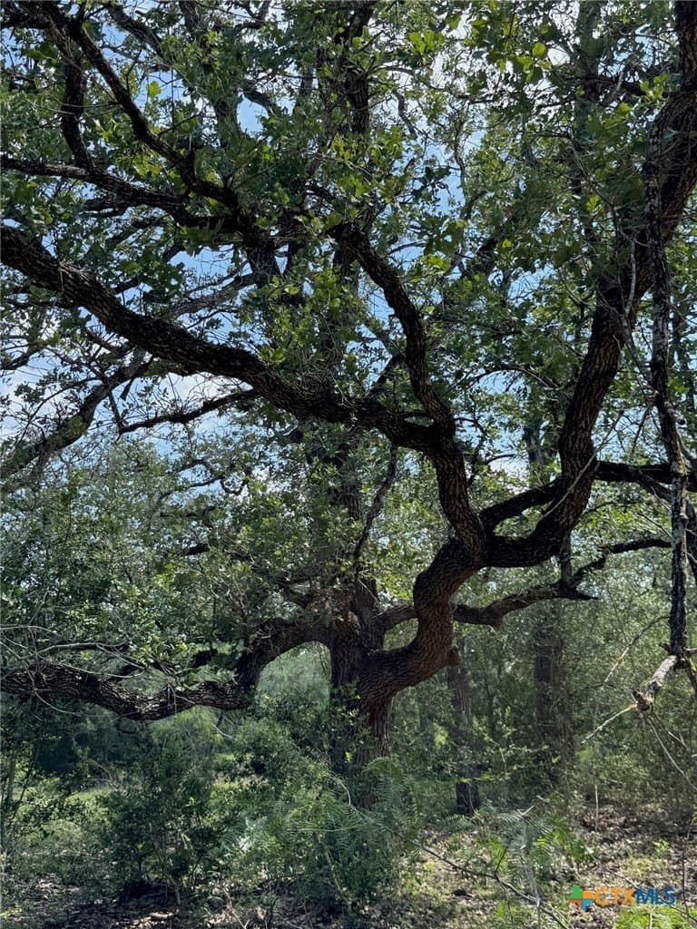 50 acres in Gonzales County - photo 23