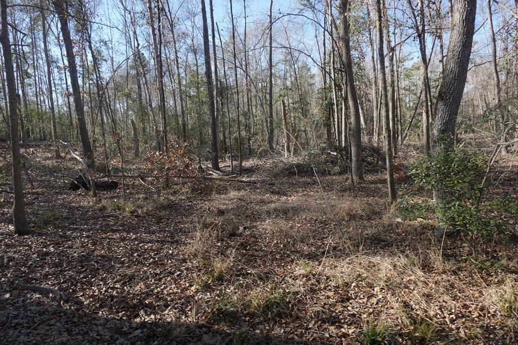 16.92 acres in LEON County - photo 5