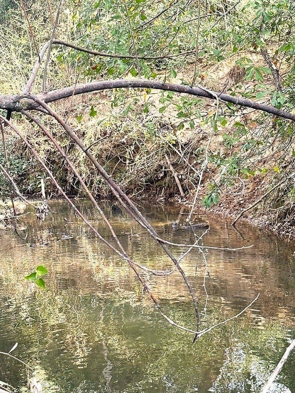 63 acres in Lee County - photo 15