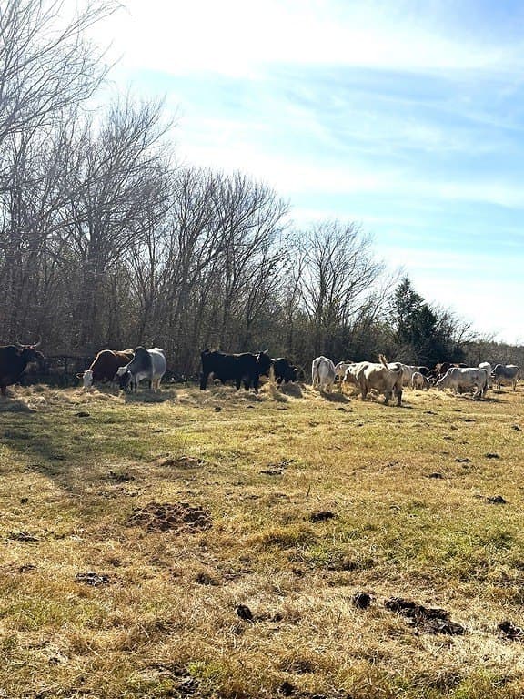 63 acres in Lee County - photo 17