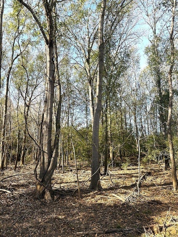 63 acres in Lee County - photo 12