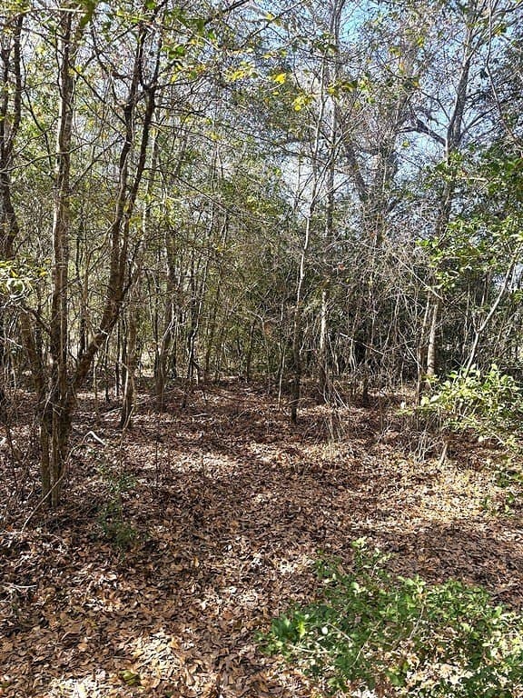 63 acres in Lee County - photo 11