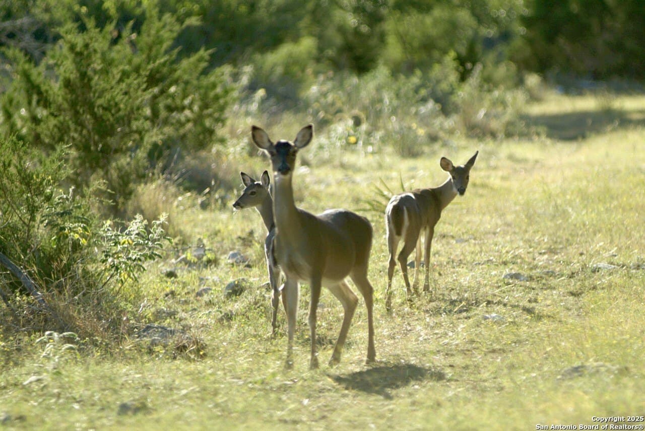 1.48 acres in Comal County - photo 20