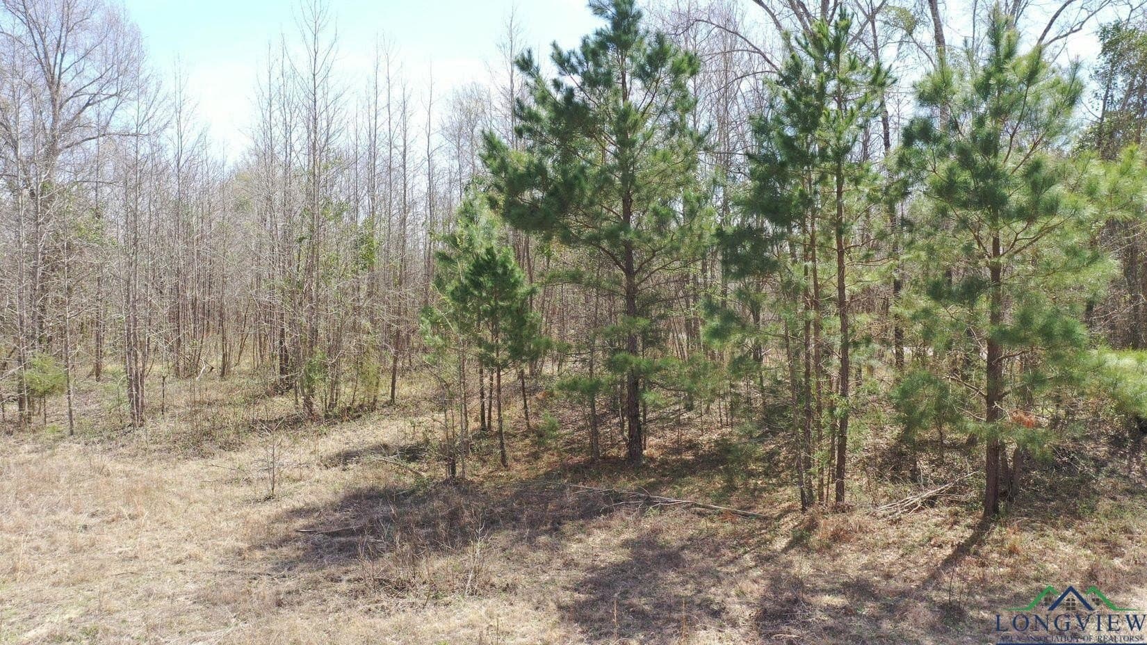 13 acres in Cass County - photo 6