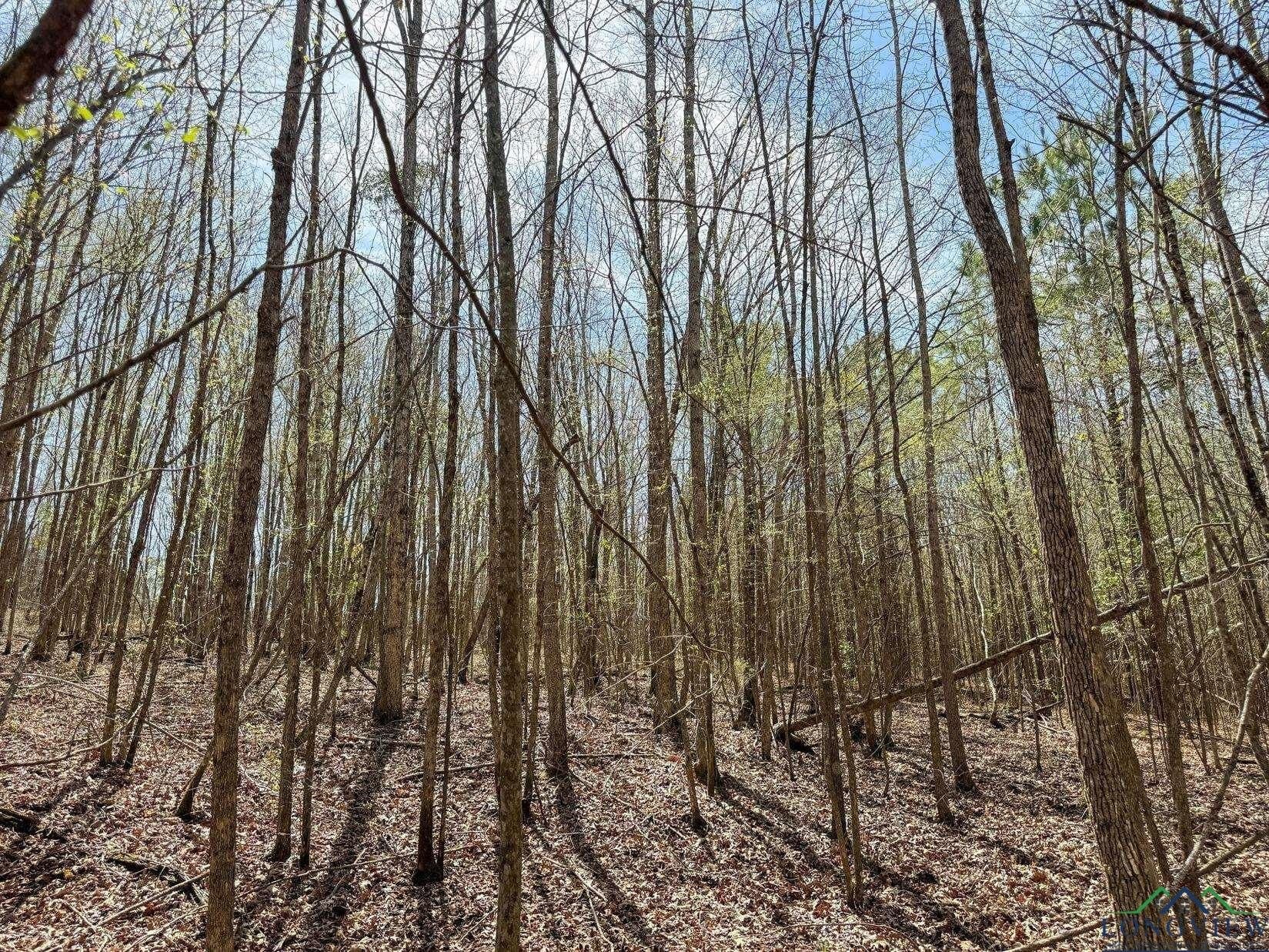 13 acres in Cass County - photo 11