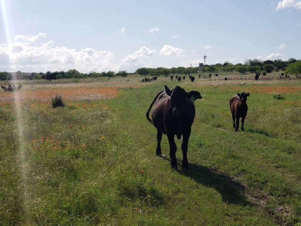 2,819.4 acres in Lampasas County - photo 13