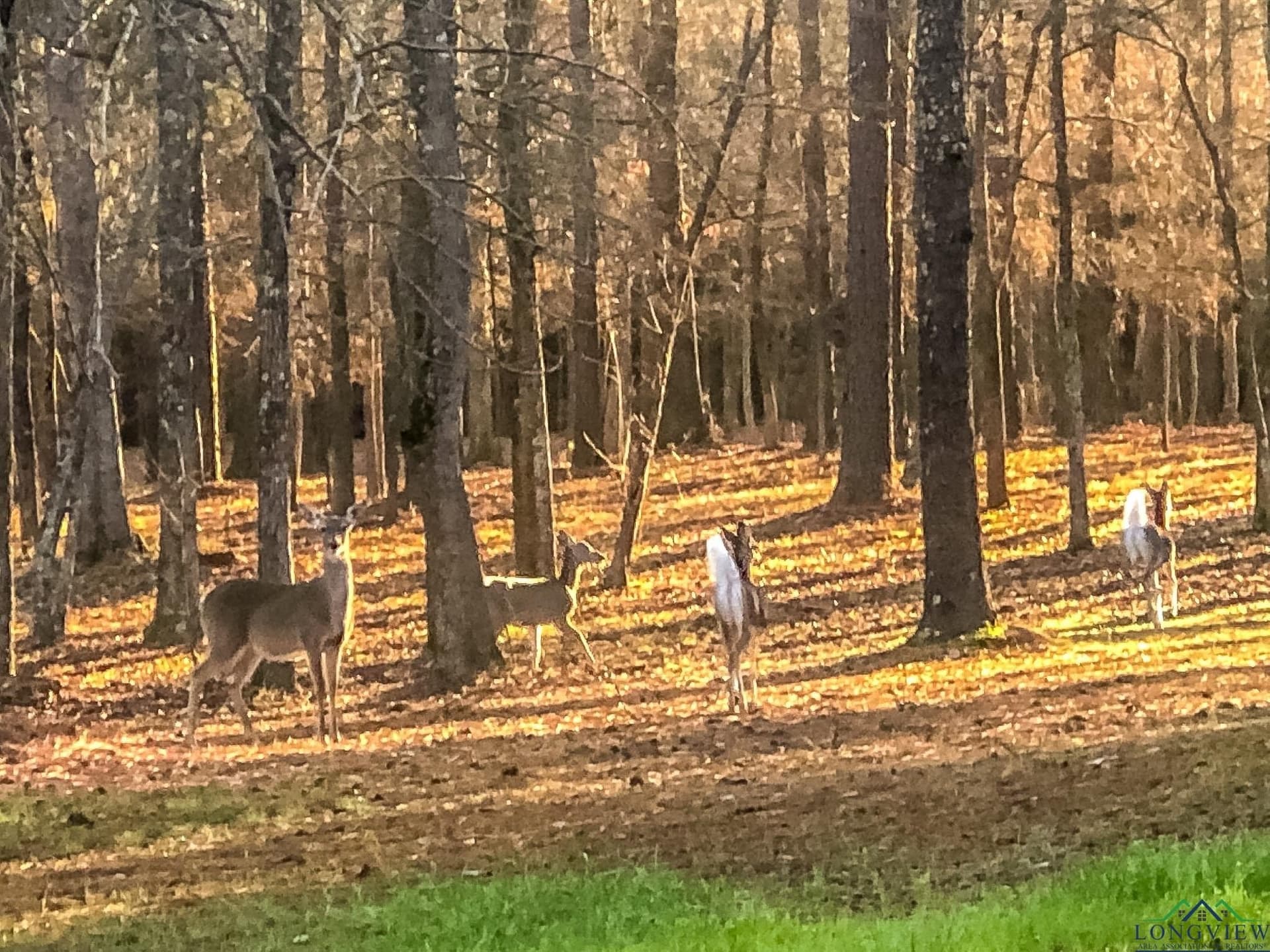 28 acres in Marion County - photo 15