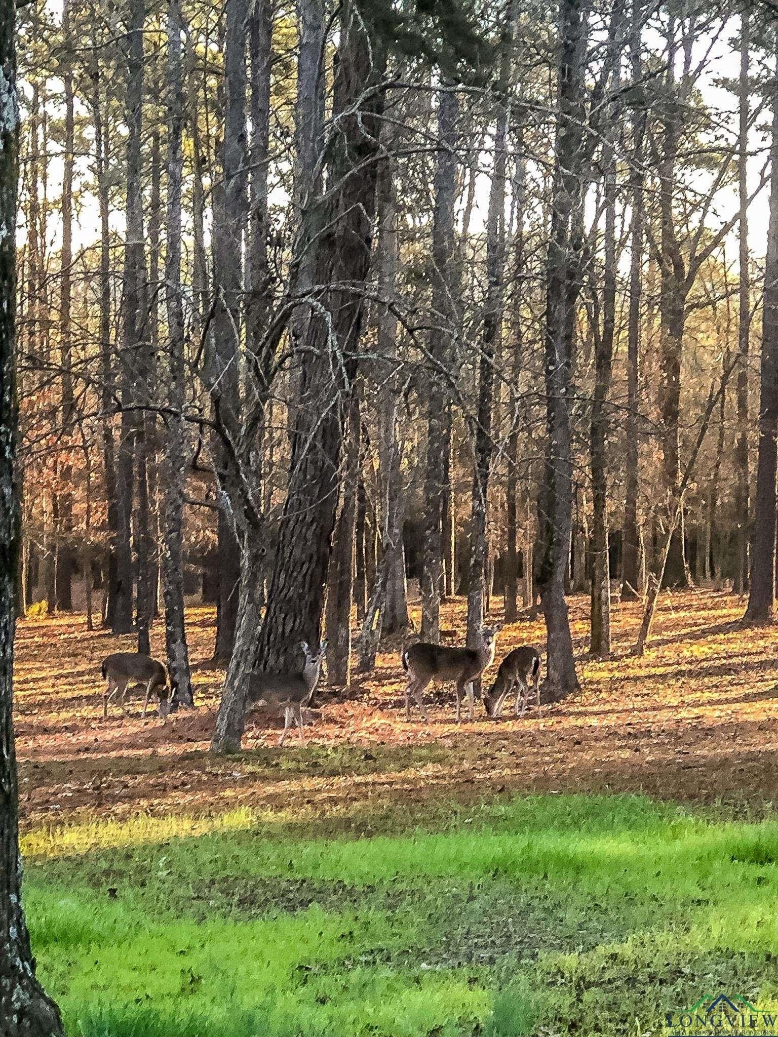 28 acres in Marion County - photo 13