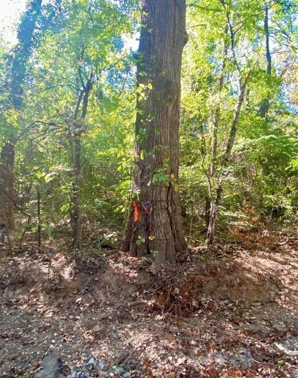 20.08 acres in Fannin County - photo 6