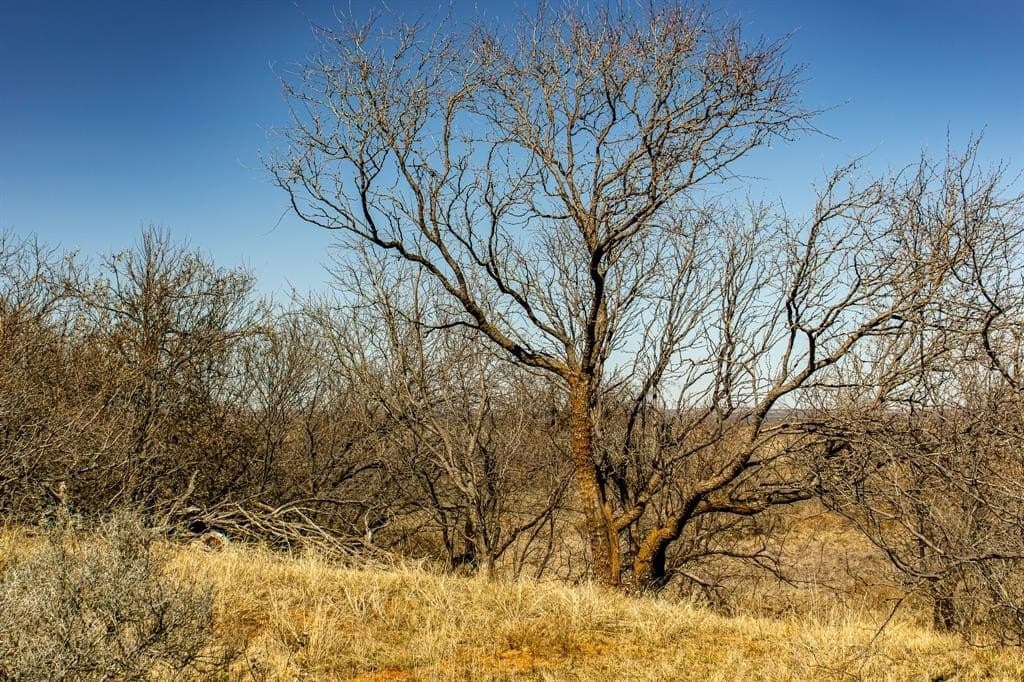 167 acres in Baylor County - photo 31