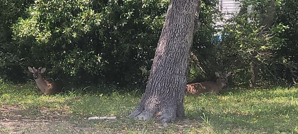 0 acres in Texas County - photo 8