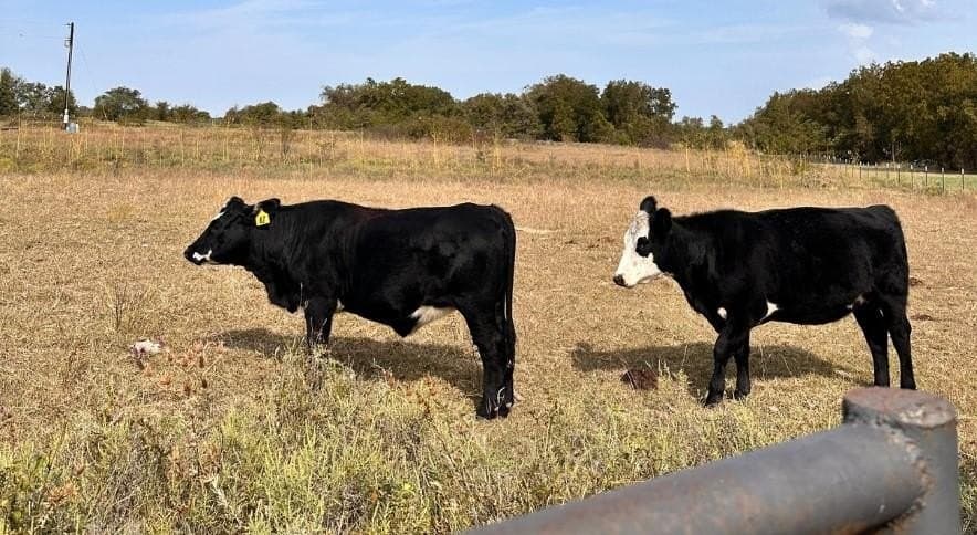 32.8 acres in Wise County - photo 5