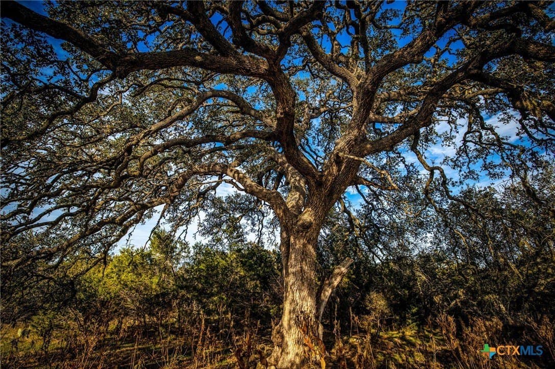 50 acres in Comal County - photo 21