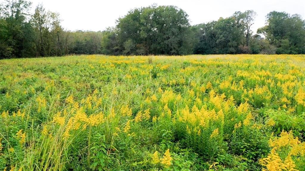 27.88 acres in Bowie County - photo 22
