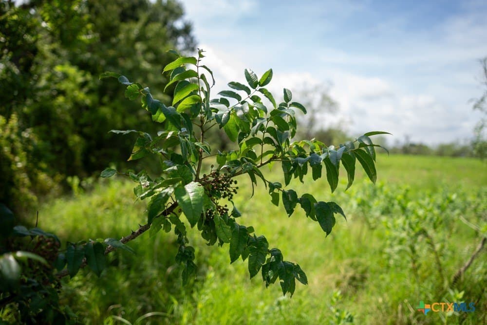 16 acres in McLennan County - photo 19