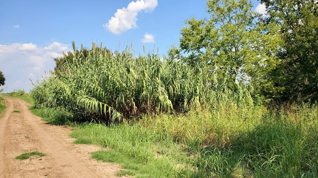 23.79 acres in Navarro County - photo 22