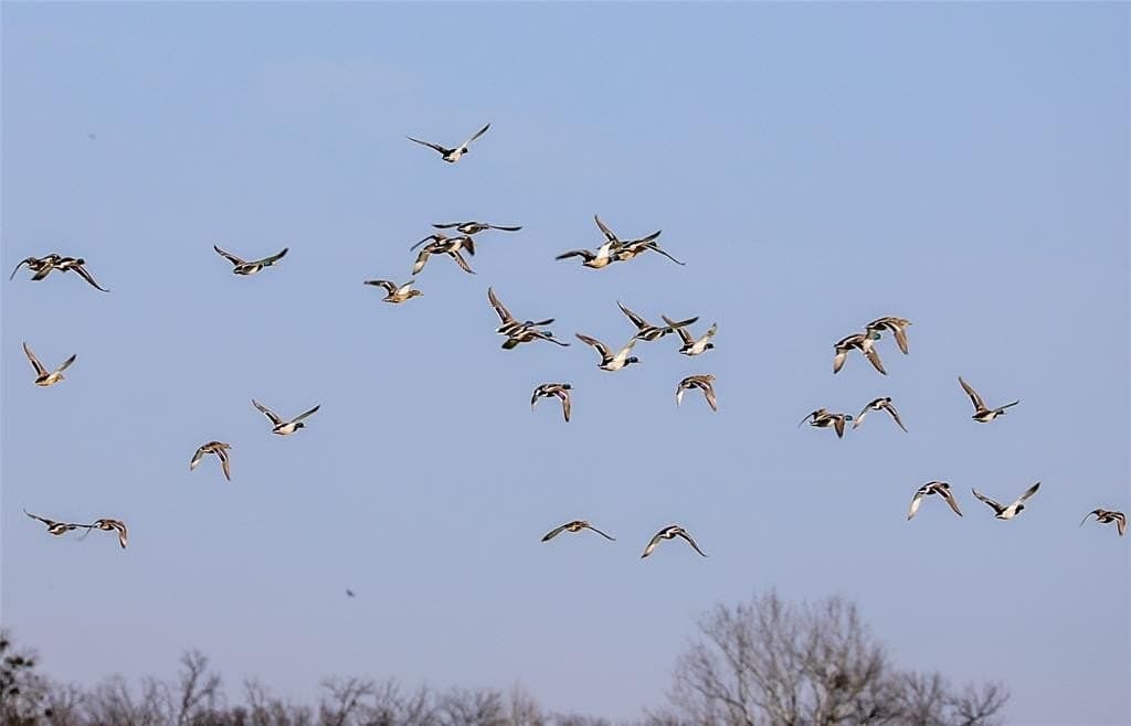 2,523 acres in Red River County - photo 19