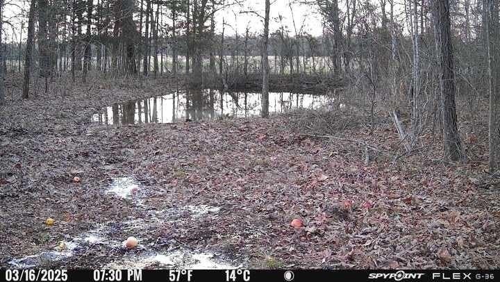 15.35 acres in Lamar County - photo 9