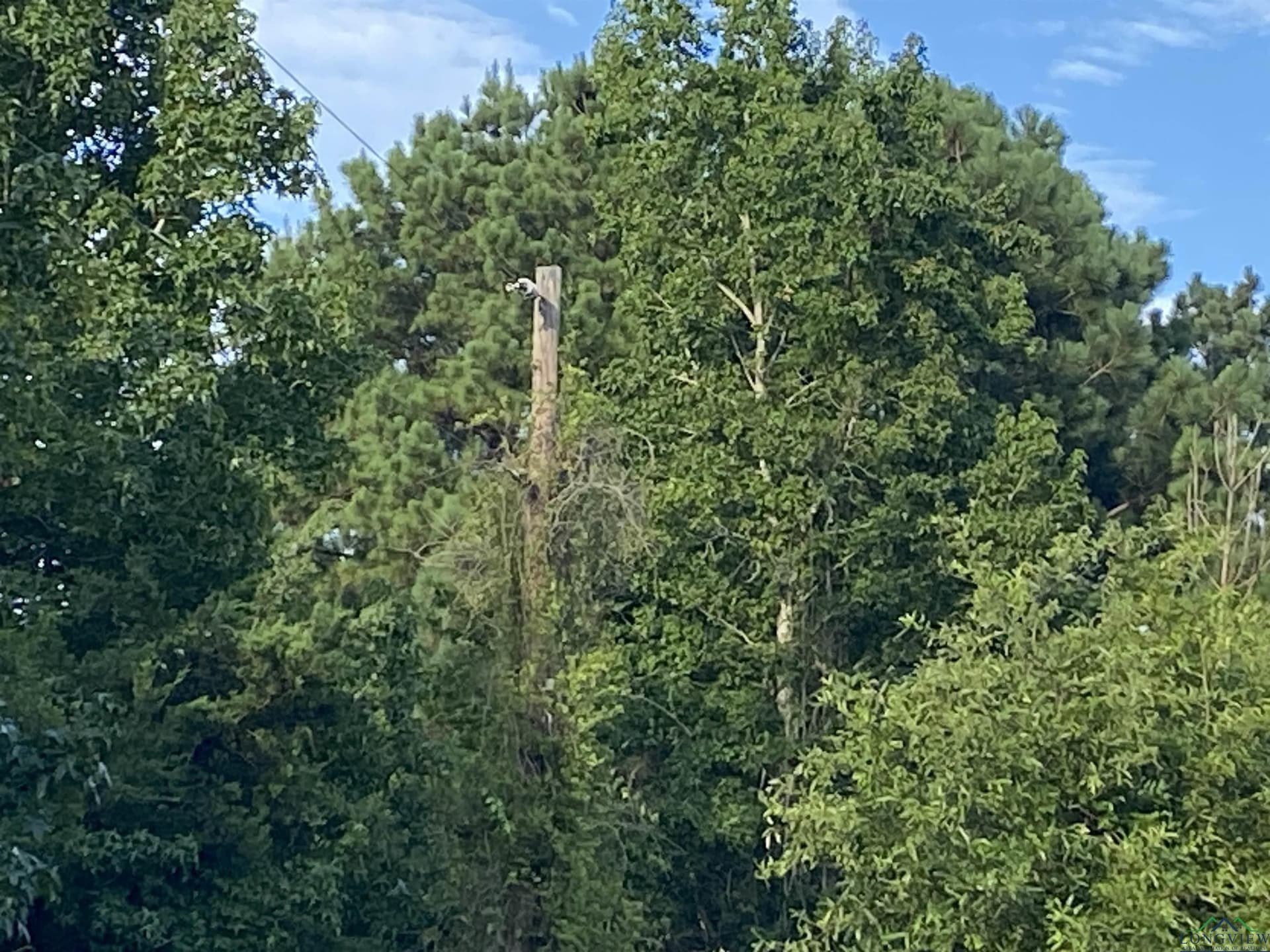 60 acres in Panola County - photo 36