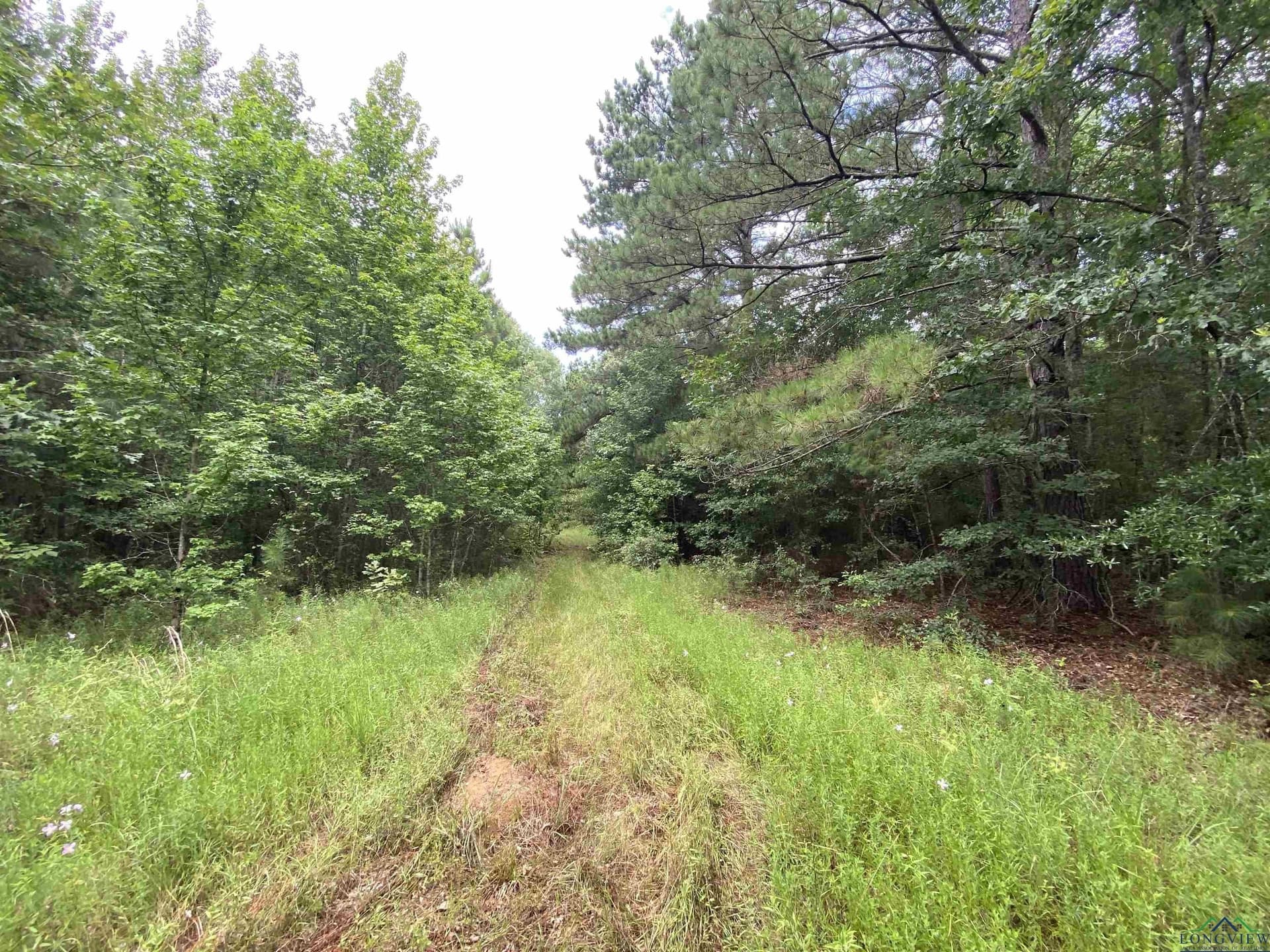 60 acres in Panola County - photo 33