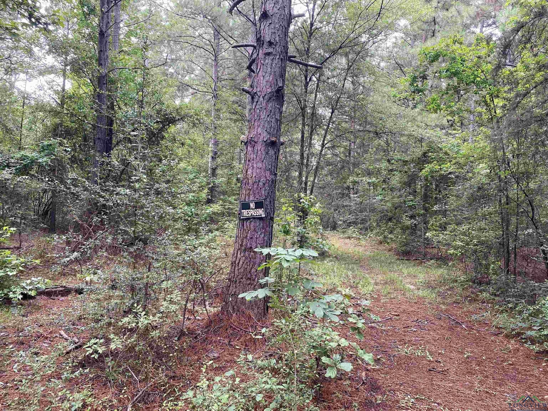 60 acres in Panola County - photo 35