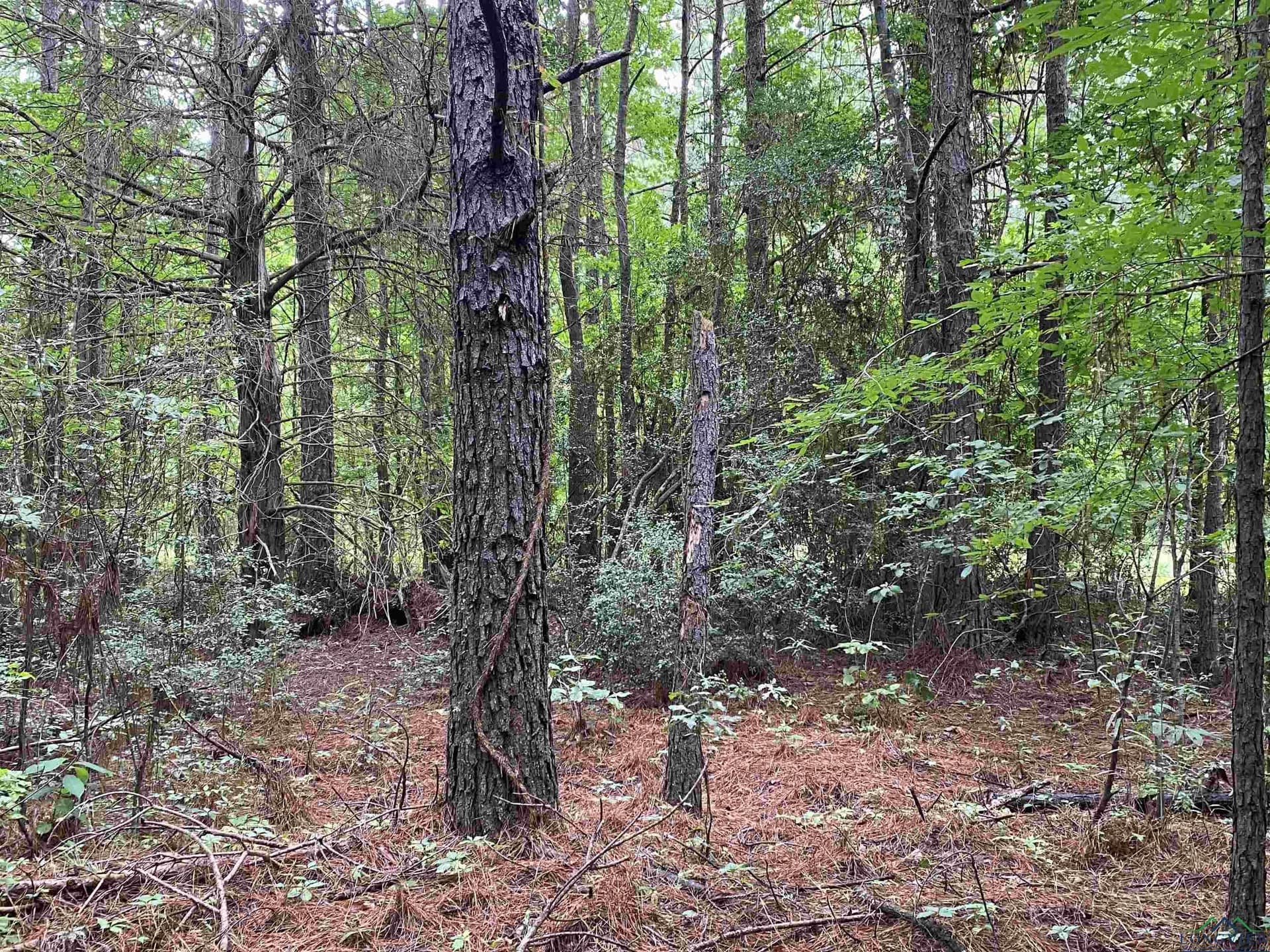 60 acres in Panola County - photo 31