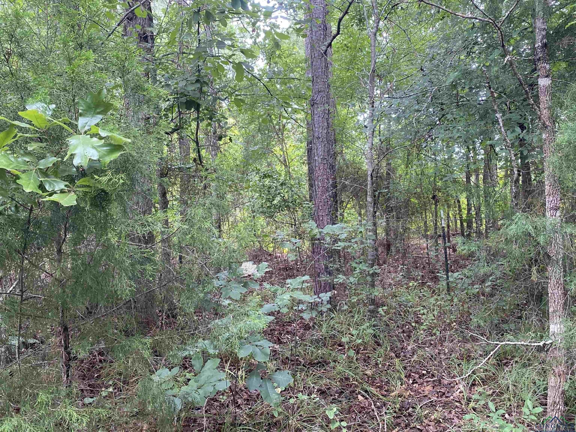 60 acres in Panola County - photo 27
