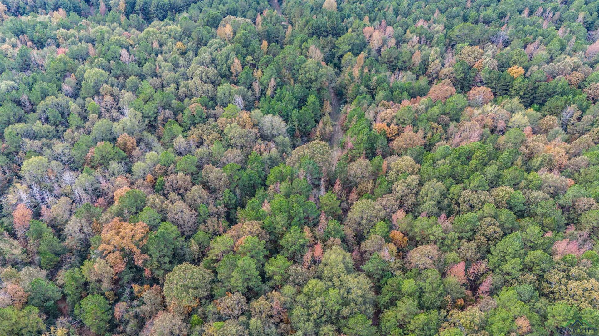60 acres in Panola County - photo 43