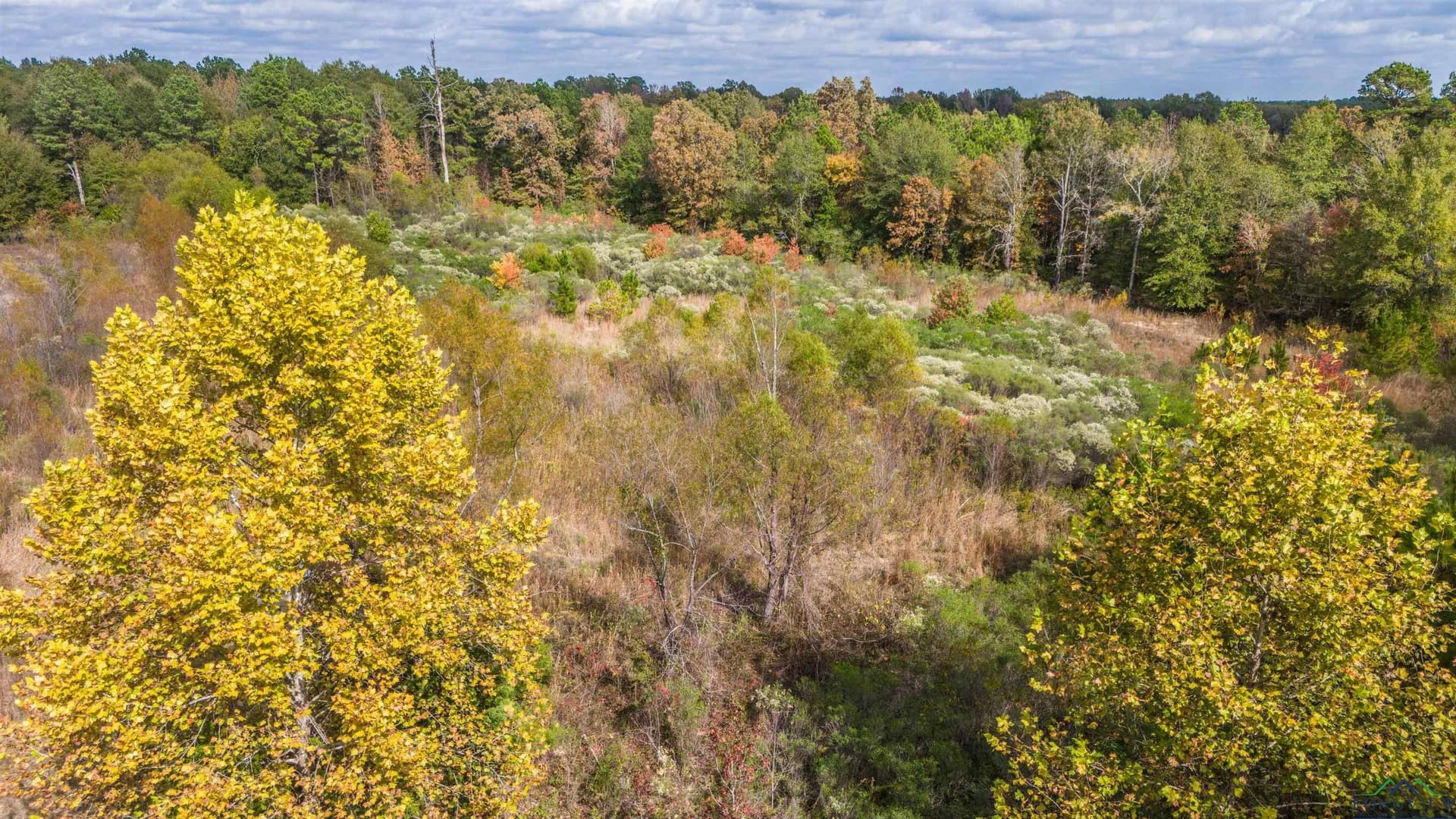60 acres in Panola County - photo 7