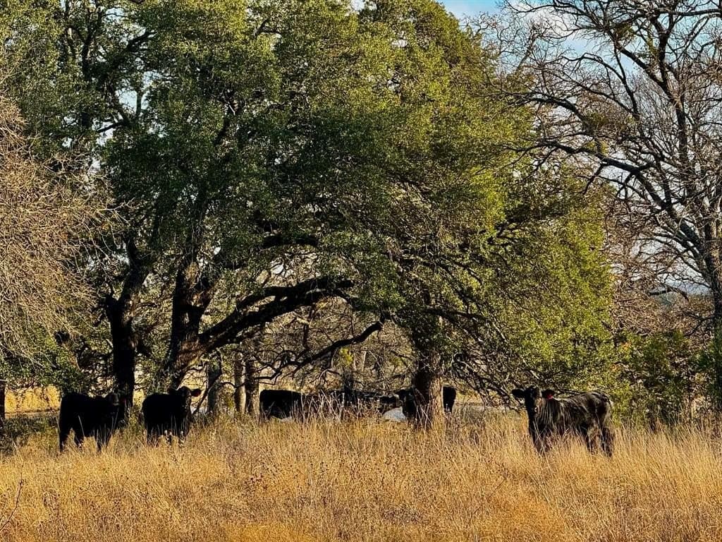 492.93 acres in Bosque County - photo 30