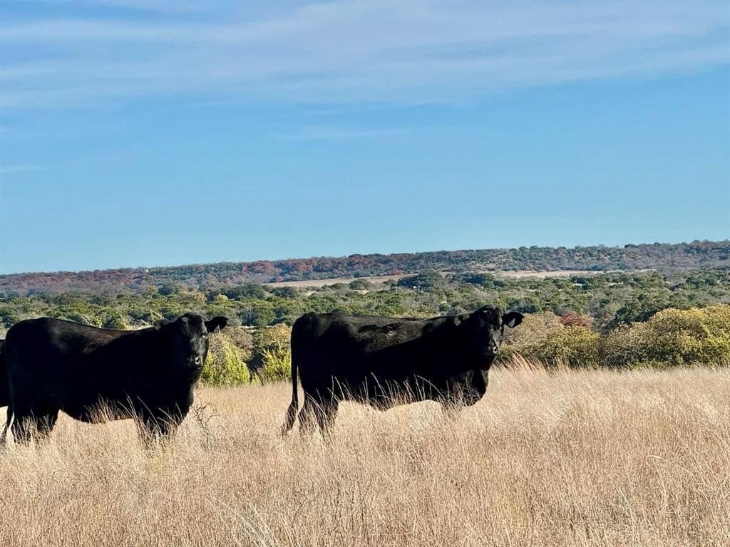 492.93 acres in Bosque County - photo 5