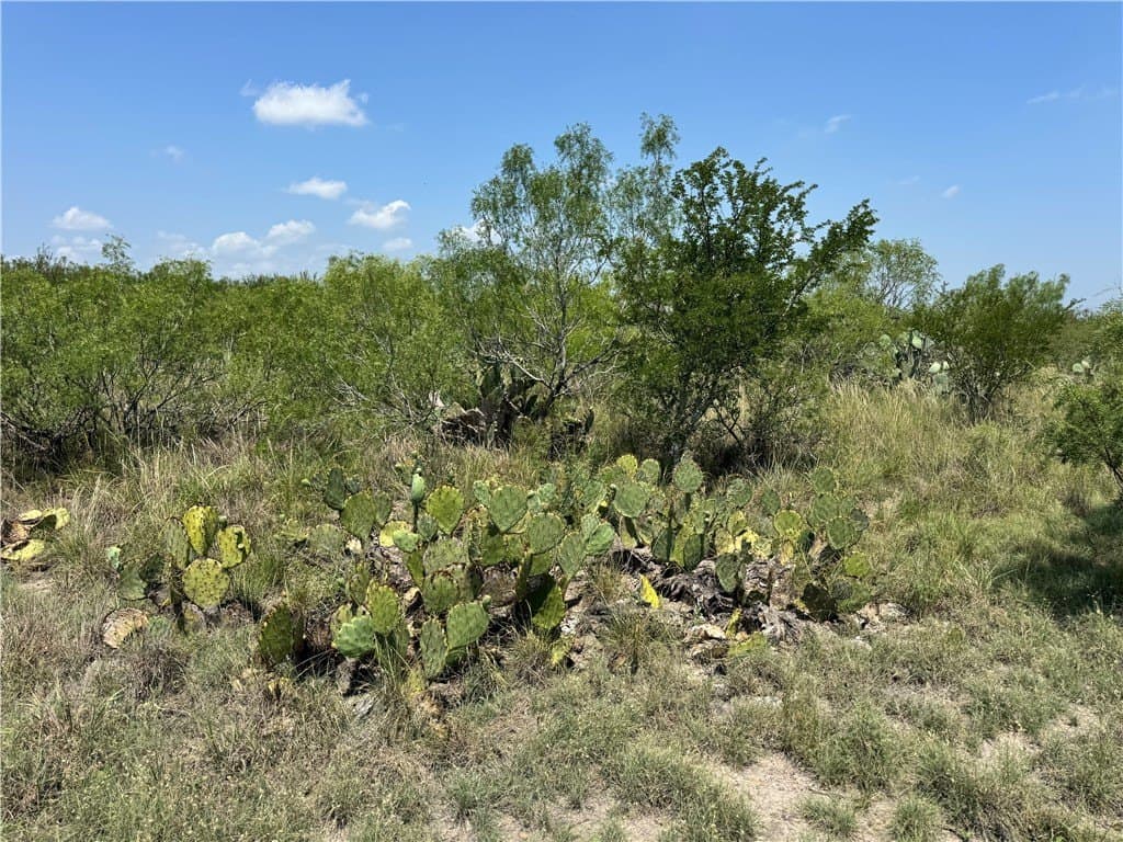 80 acres in McMullen County - photo 27