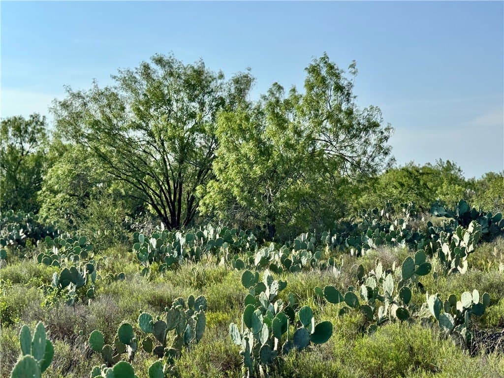 80 acres in McMullen County - photo 4