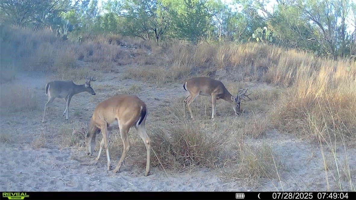 80 acres in McMullen County - photo 8