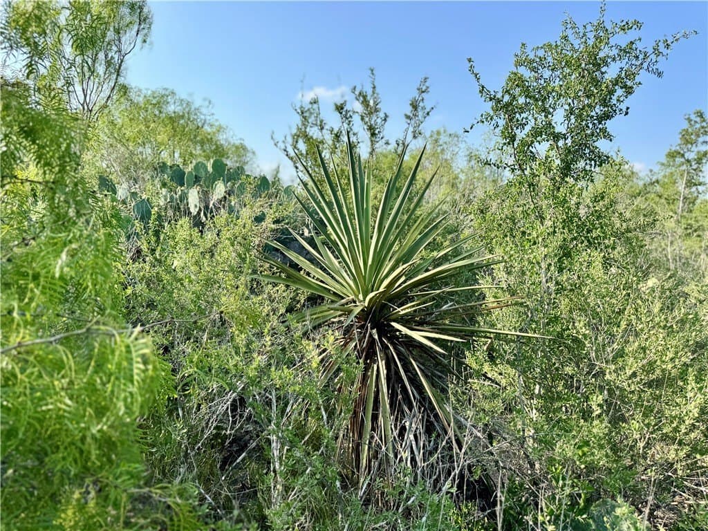 80 acres in McMullen County - photo 34