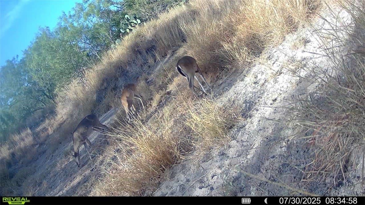 80 acres in McMullen County - photo 18