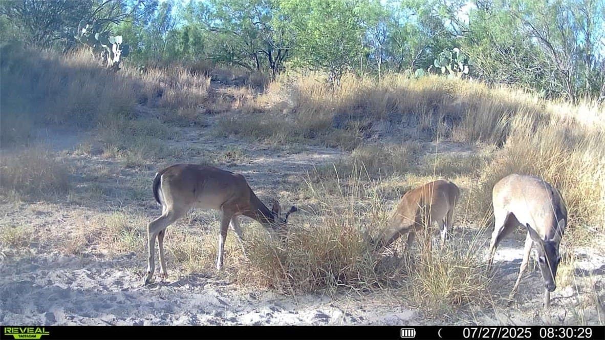 80 acres in McMullen County - photo 11