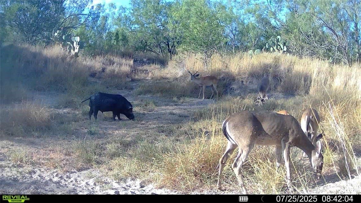 80 acres in McMullen County - photo 3