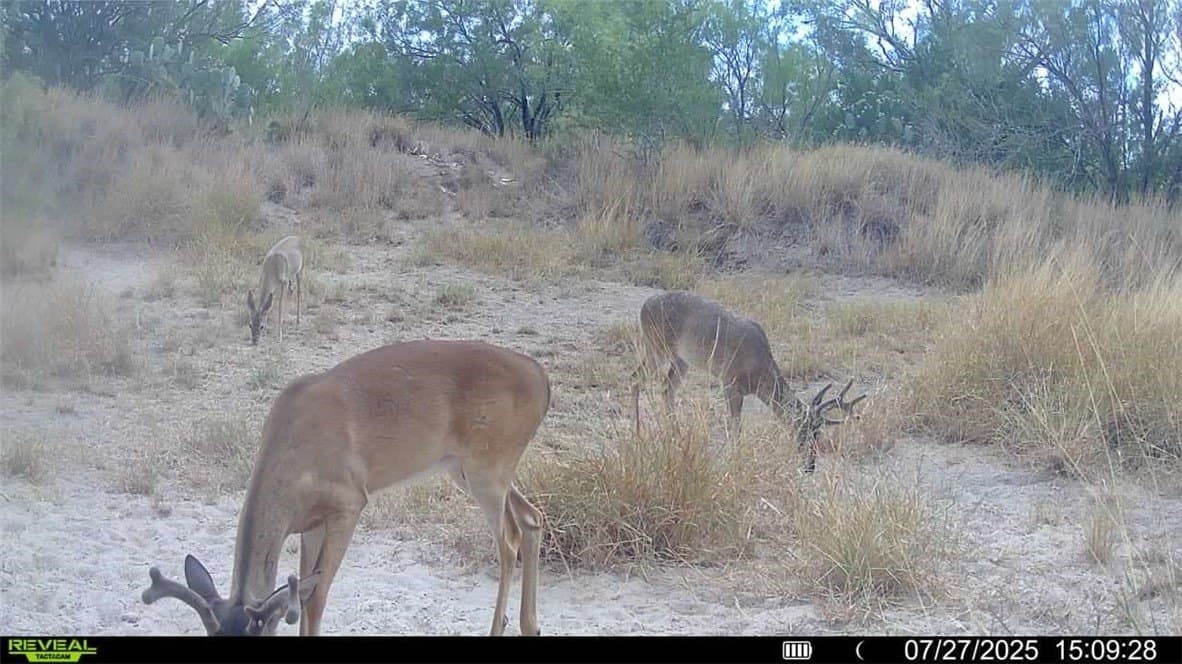 80 acres in McMullen County - photo 23