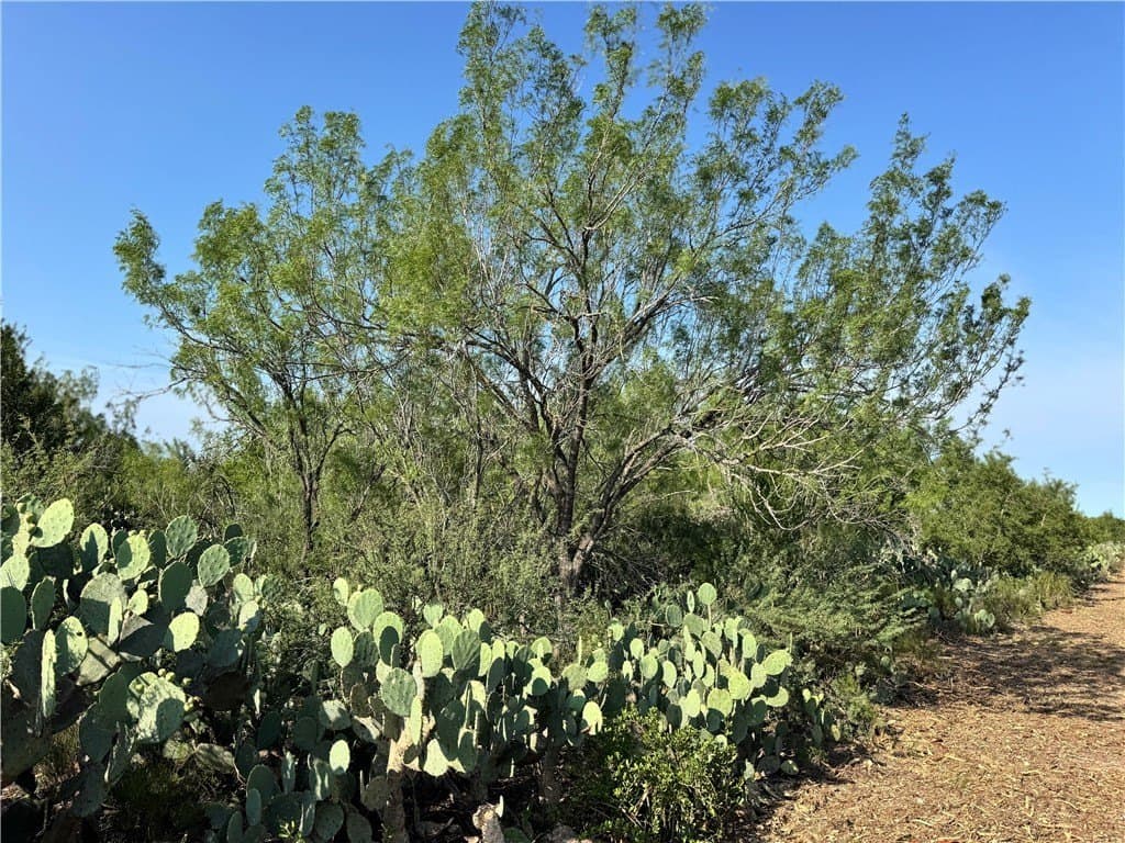 80 acres in McMullen County - photo 2