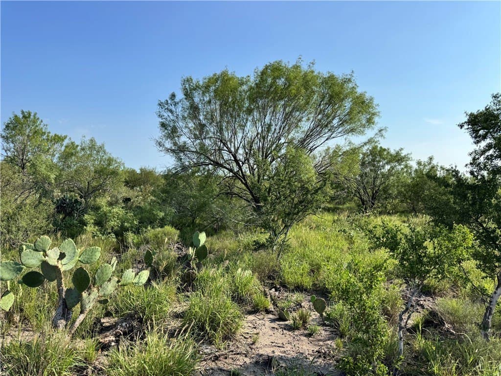 80 acres in McMullen County - photo 9