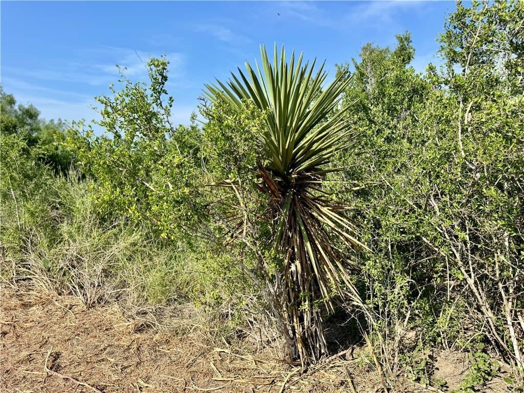 80 acres in McMullen County - photo 12