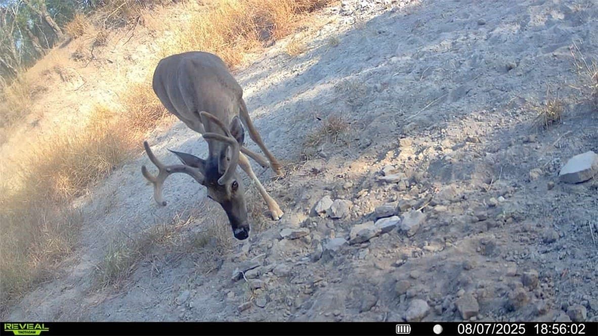 80 acres in McMullen County - photo 5