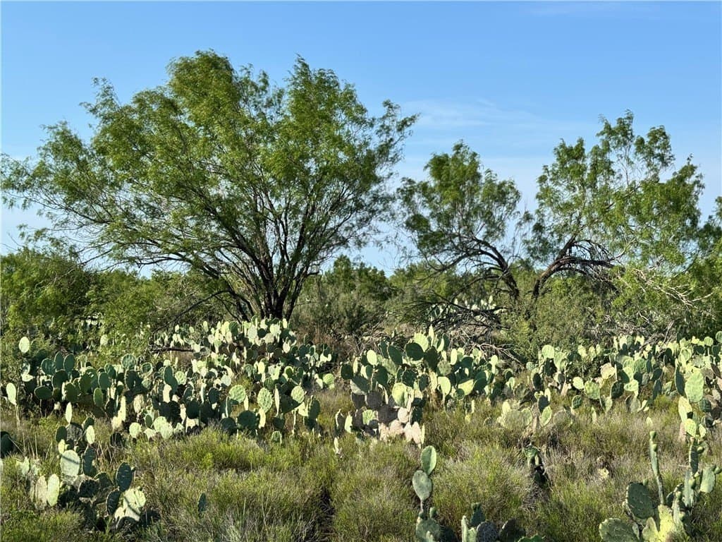 80 acres in McMullen County - photo 35