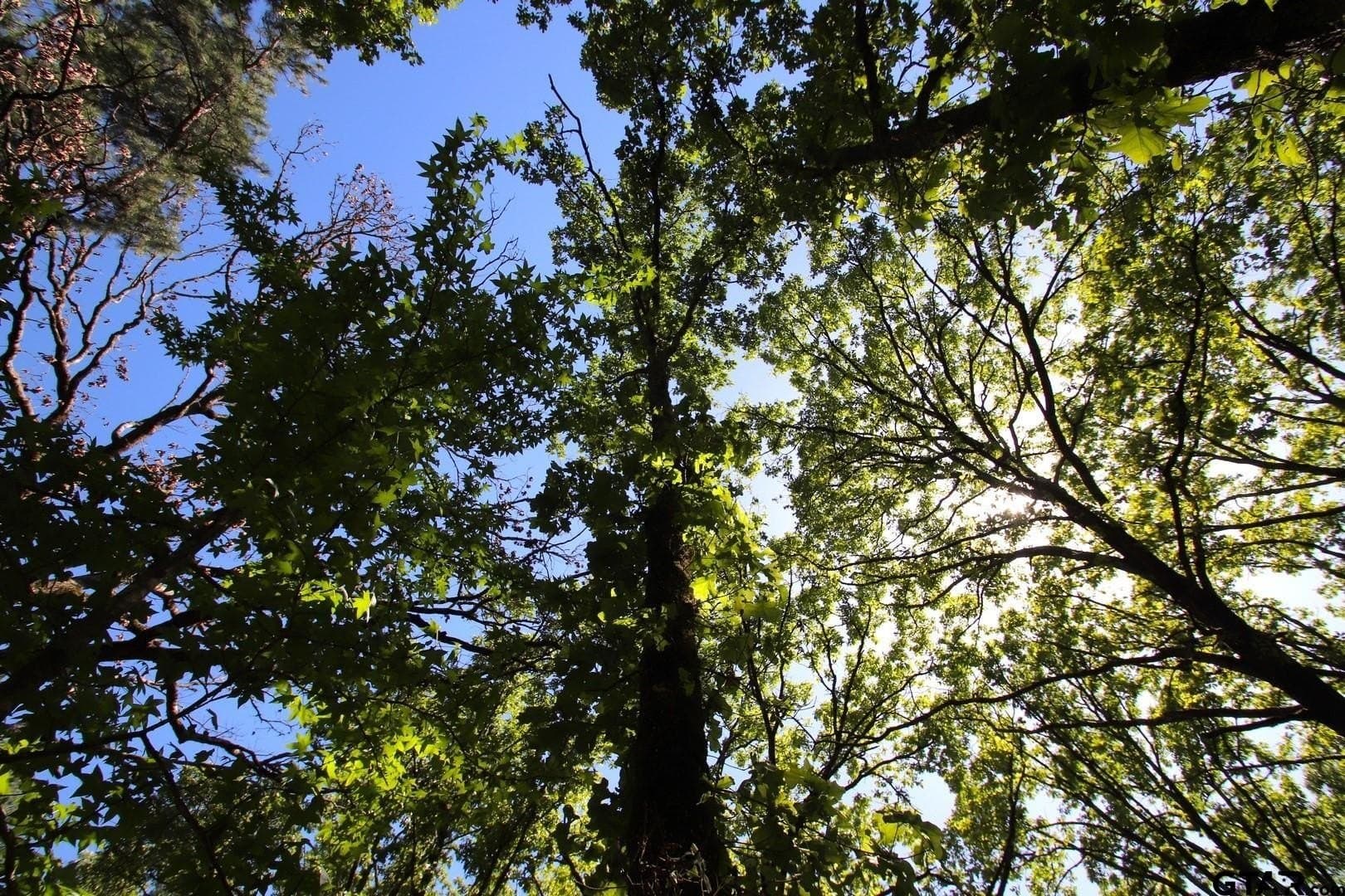 19.08 acres in Wood County - photo 40