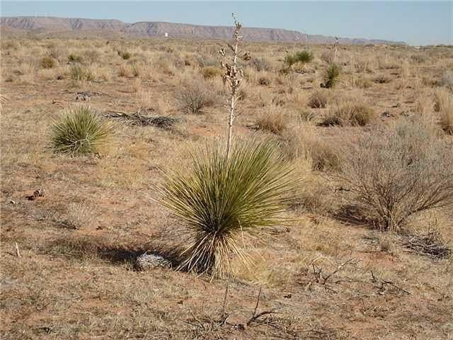 473.96 acres in Culberson County - photo 3